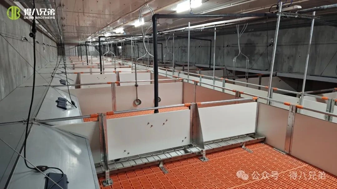 Предотвратяване и управление на топлинния стрес в свинеферми по време на горещо време