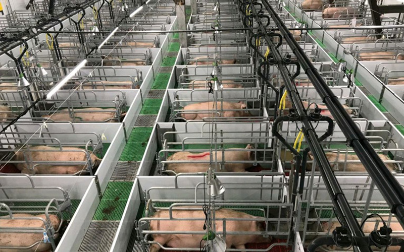Прецизно хранене и научно управление: Дайте възможност за ефикасно отглеждане на бременности свине майки — Debabrother помага на свинефермите да подобрят качеството и ефикасността